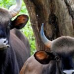 Gaur.jpeg
