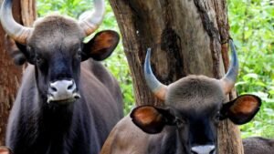 Gaur.jpeg