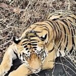 IMG_tiger_10237_24_4_202_2_1_MCGBEQUV.jpg