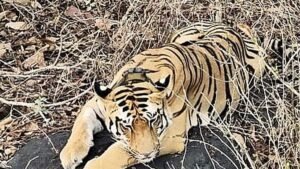 IMG_tiger_10237_24_4_202_2_1_MCGBEQUV.jpg